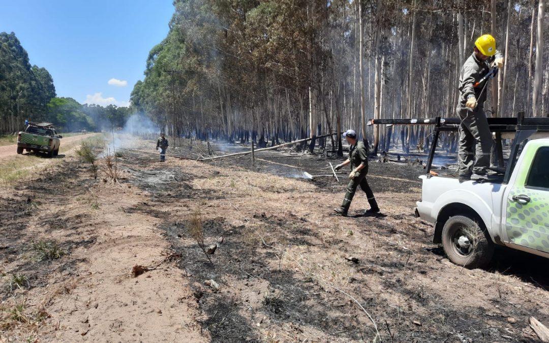 Cayó un árbol sobre una línea de media tensión y provocó un incendio en Colonia San Gregorio, Corrientes