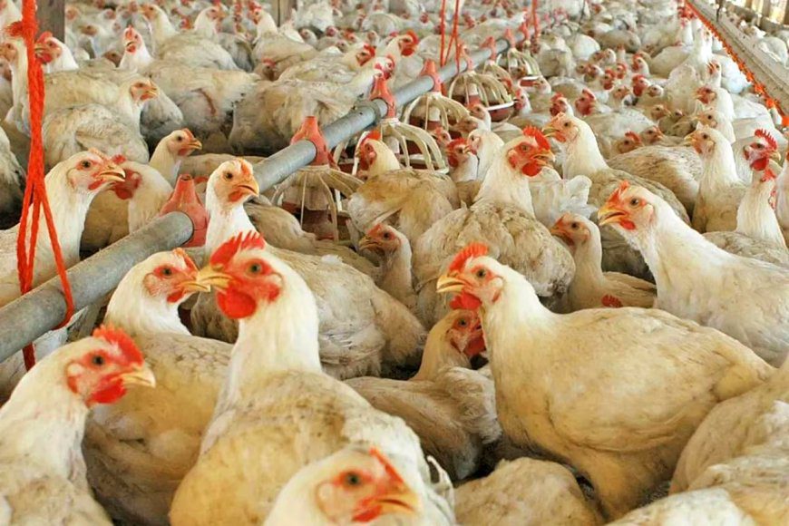 El caso de gripe aviar es “una muy mala noticia” para la avicultura, sector clave en la economía de Entre Ríos