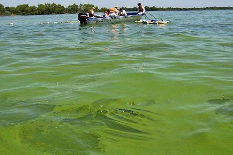 La CARU aconseja a los bañistas cómo evitar complicaciones con las cianobacterias