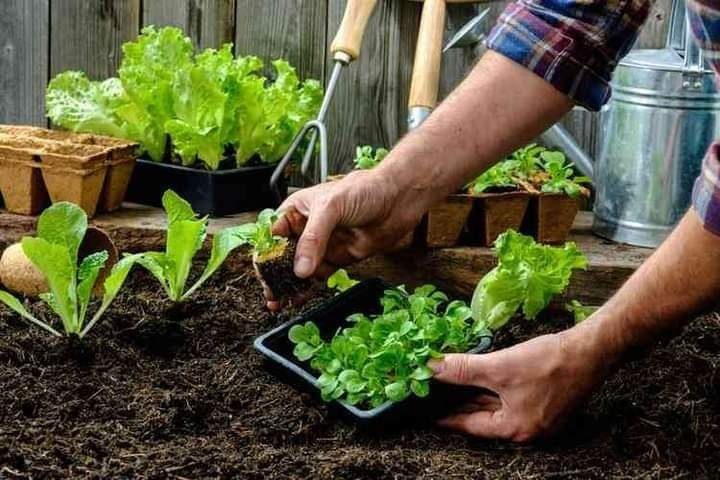 Este martes inicia el Taller de Huerta Urbana Comunitaria en Villa del Rosario