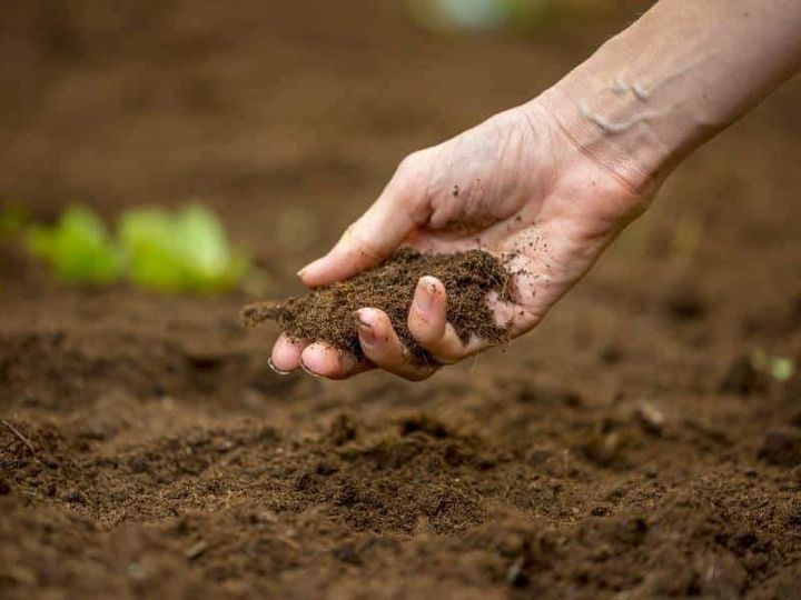 Brindarán un Taller de Huerta Urbana Comunitaria en Villa del Rosario