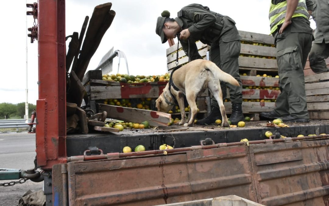 Confirman que camionero oriundo de Chajarí transportaba casi 2 mil kilos de marihuana: Fotos y video exclusivos