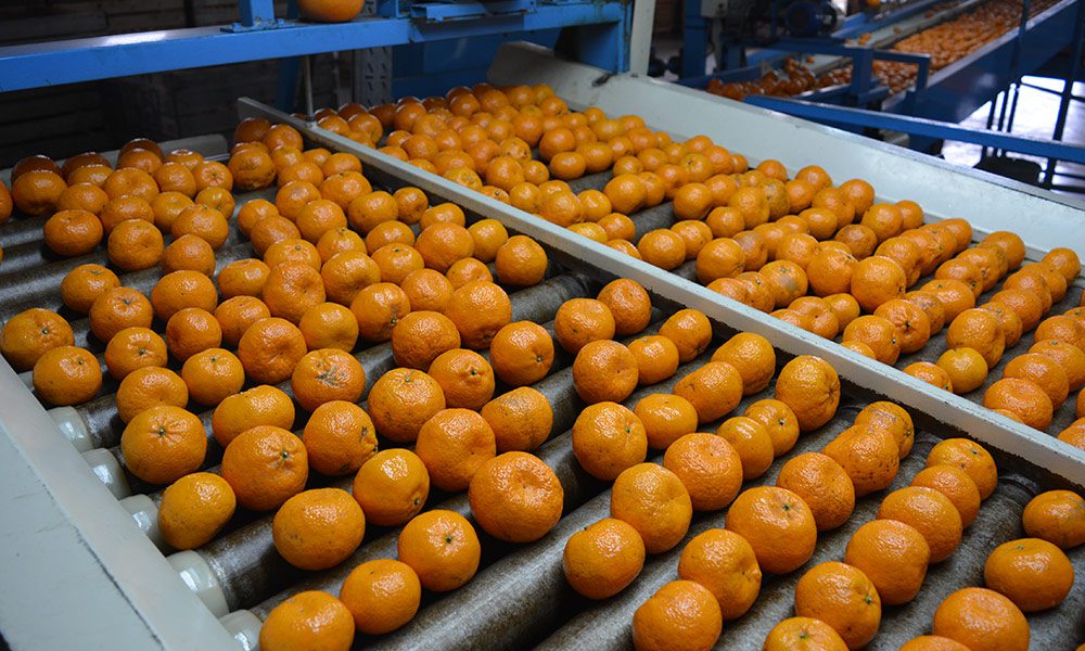 Bordet anunció que Vietnam abrió su mercado a los cítricos dulces de Entre Ríos