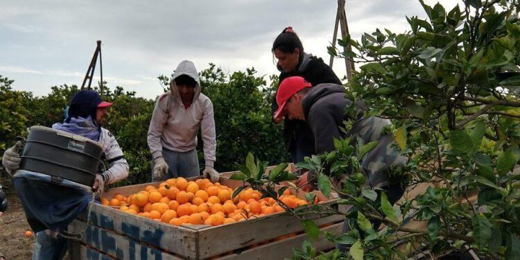 Acordaron aumento del 47% en paritarias para personal del citrus