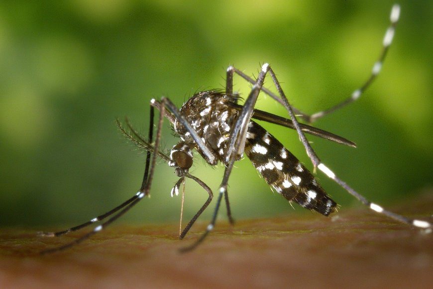 Confirmaron 3 casos positivos de dengue y recomiendan “tomar recaudos”