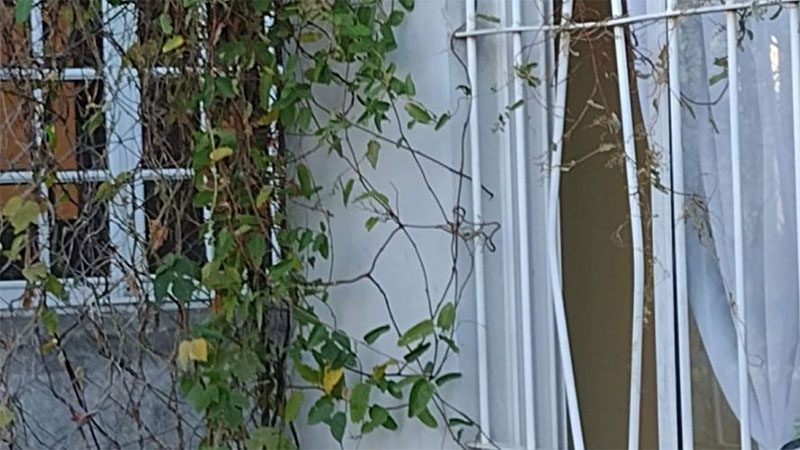 Robaron cerca de $170.000 de la Departamental de Escuelas de Feliciano