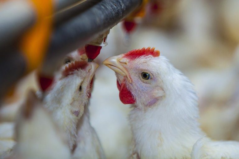 GRIPE AVIAR: La suspensión de las exportaciones avícolas impacta directamente en Entre Ríos