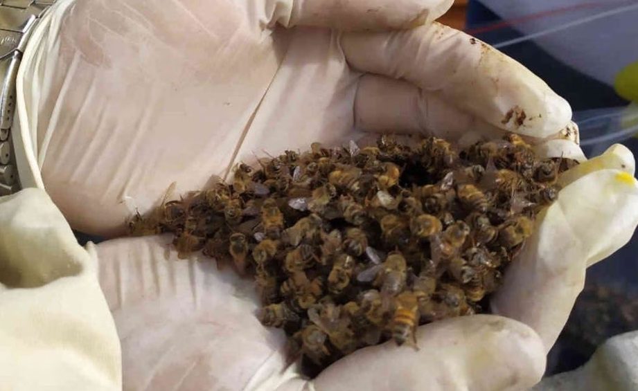 Mocoretá: Productores apícolas denuncian la muerte de cientos de colmenas por el uso de un pesticida