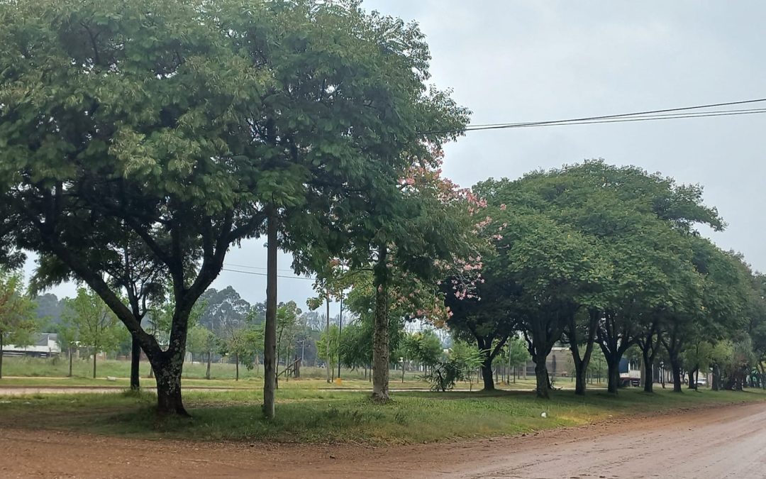 Se pondrán en marcha nuevas obras de intervención del cantero central de Av. 25 de Mayo en Villa del Rosario