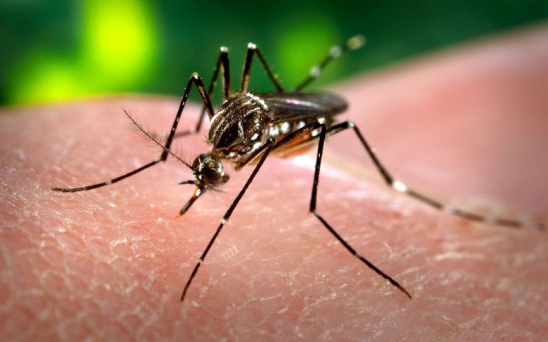 Detectaron tres nuevos casos de dengue en Chajarí