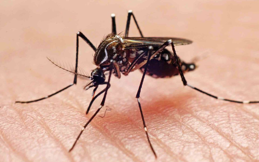 Desde Salud de Entre Ríos confirmaron que el primer fallecido por dengue es un paciente de Feliciano