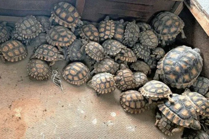 Desarticularon banda que traficaba fauna silvestre: 15 detenidos y más de 1.000 animales rescatados