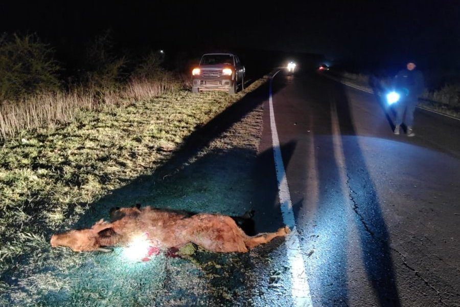 Circulaba desde Los Conquistadores hacia  Chajari y chocó vacunos sobre la ruta 2