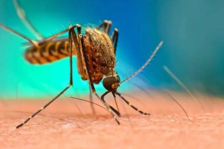 Entre Ríos contabiliza cerca de cuatrocientos casos de dengue