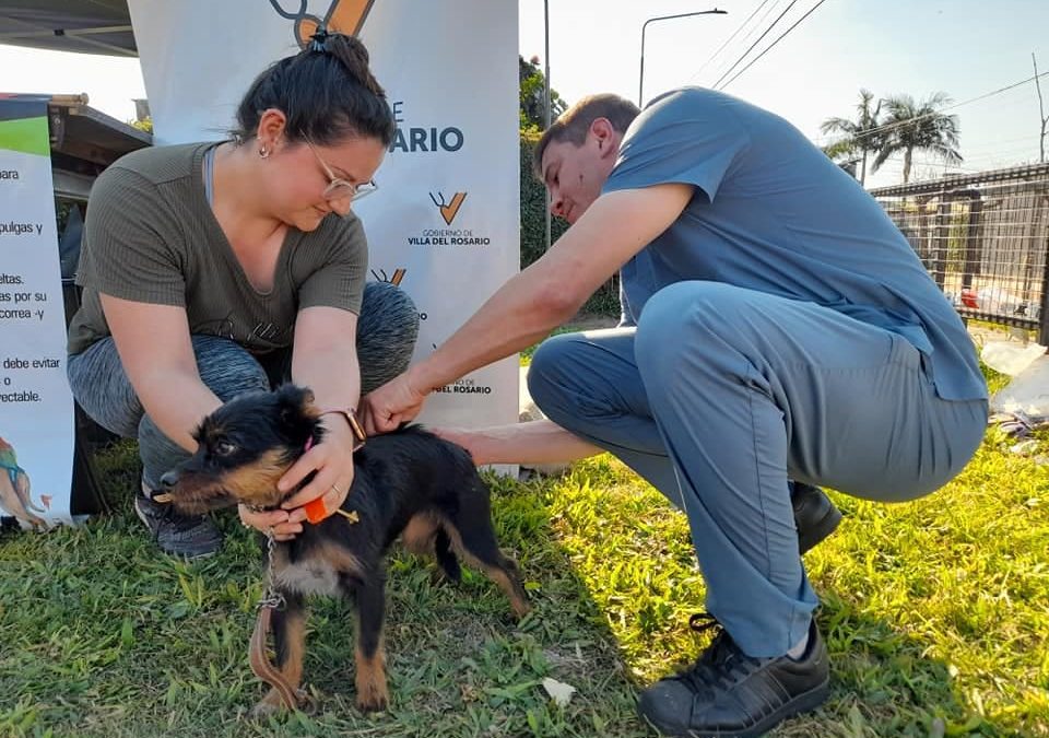 Continúa la vacunación antirrábica de mascotas en Villa del Rosario