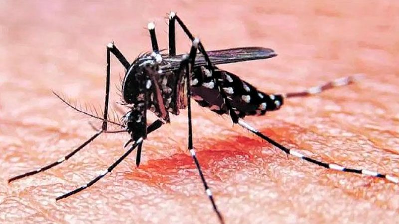 Reportan 475 casos de dengue Entre Ríos: Dos departamentos no tienen contagios