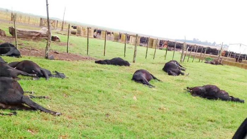 Murieron 200 vacunos por intoxicación con nitratos en un campo entrerriano