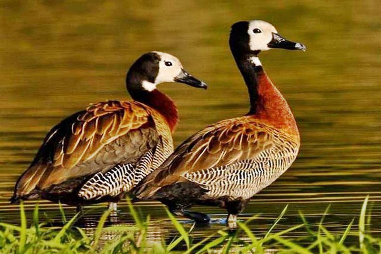 ONG´s proteccionistas vuelven a la carga y presentaron un amparo contra la caza de animales autóctonos