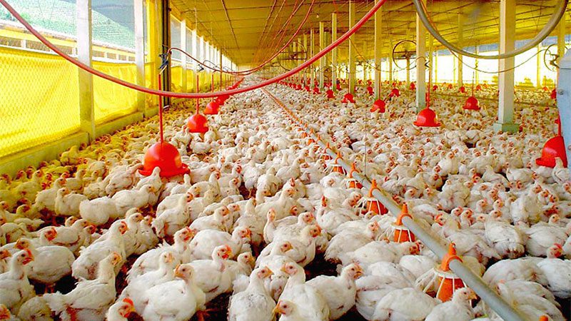 El sector avícola producirá 1.000 millones de pollos este año