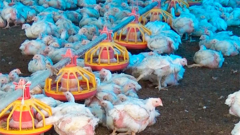 Gripe aviar: las zonas afectadas en Entre Ríos ya fueron liberadas