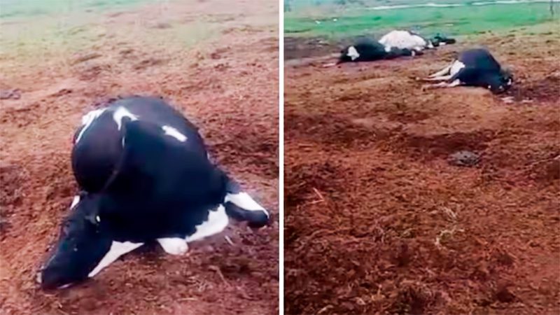 Tambero perdió más de una decena de vacas producto de una intoxicación
