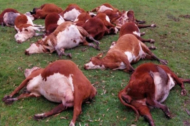 Investigan la misteriosa muerte de 240 vacas en un campo cercano a Curuzú Cuatiá
