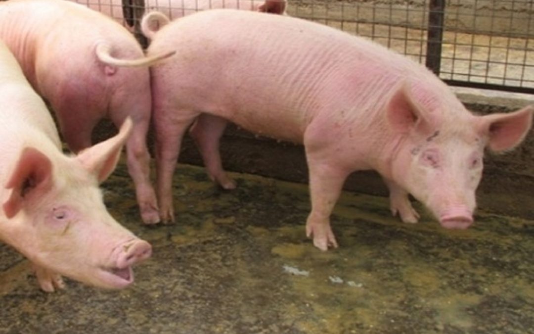 Otro año de crecimiento de la producción porcina entrerriana