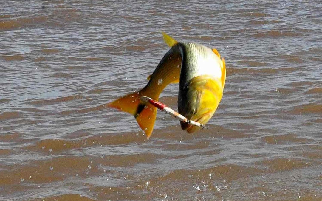 Rige la veda para la pesca del Dorado en el río Uruguay