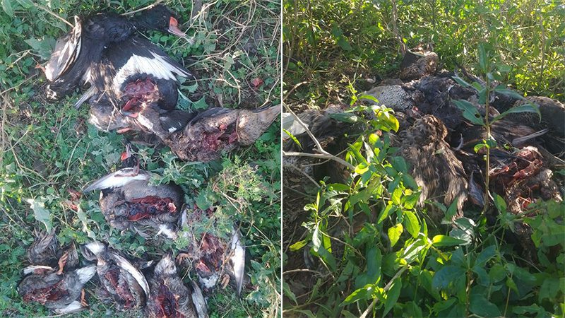 Hallan gran cantidad de patos muertos provenientes de cotos de caza en Victoria