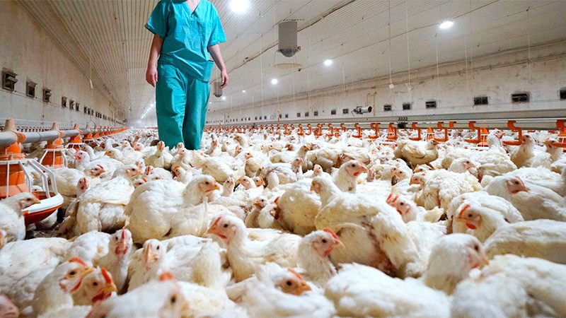 Argentina recuperó el estatus sanitario como país libre de Influenza Aviar