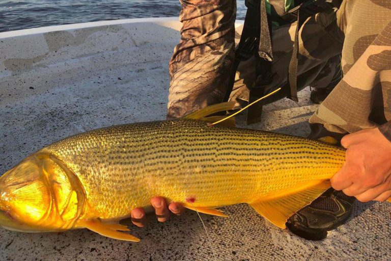 Se establece nuevamente la veda para la pesca del dorado en el río Uruguay