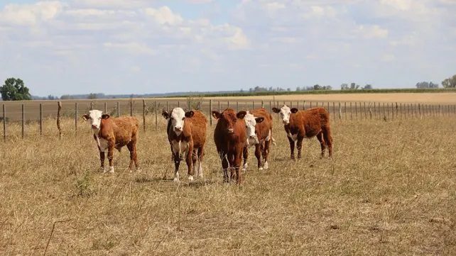 El gobierno provincial gestiona más fondos para productores ganaderos de Feliciano