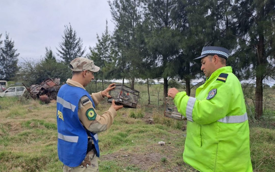 Paso Cerrito: Liberaron aves que fueron secuestradas de un vehículo