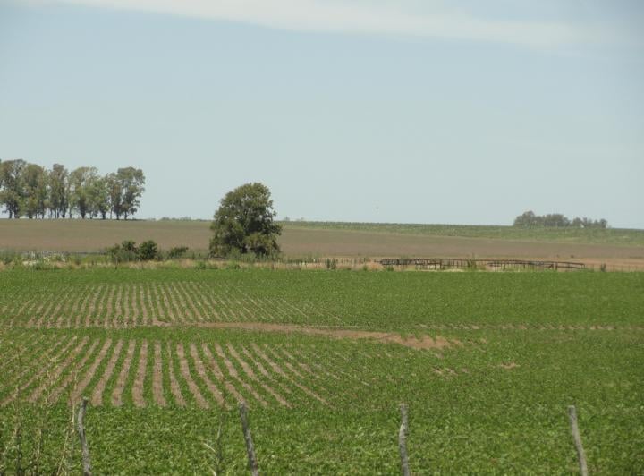 Las empresas extranjeras que poseen los grandes campos en Entre Ríos