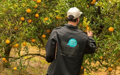 Aseguran que el HLB avanza en la citricultura: El Dpto. Federación concentra más de 80 establecimientos bajo un plan sanitario obligatorio a cargo de los productores