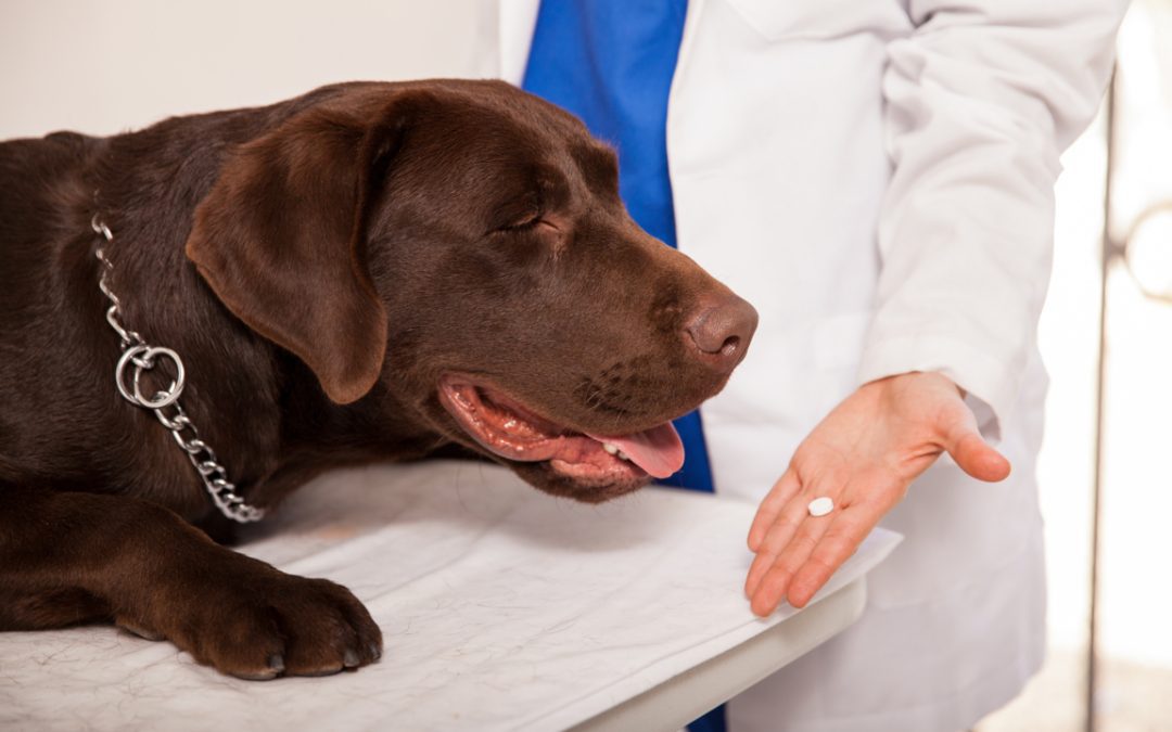Entregan pastillas desparasitarias para perros y gatos en Villa del Rosario: son gratuitas