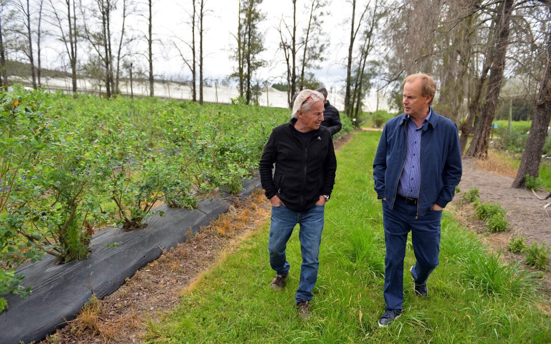 Bordet valoró la influencia de la producción arandanera en el crecimiento de la economía entrerriana