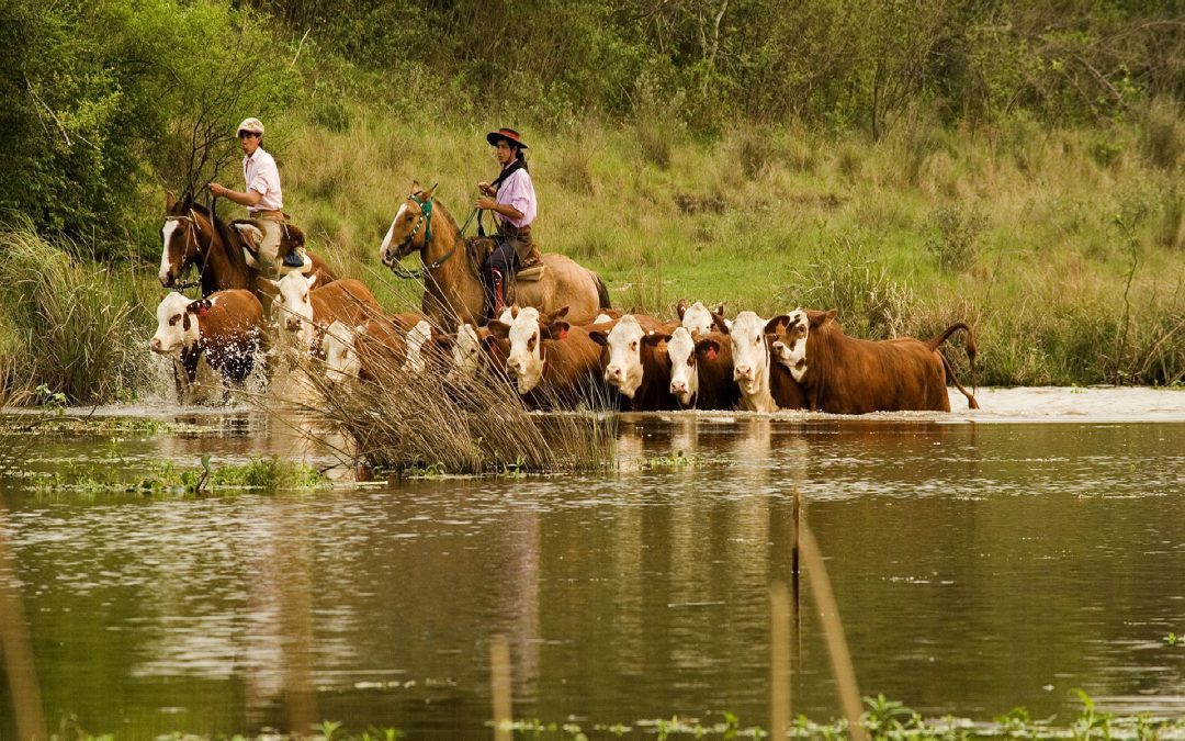 La provincia toma medidas de evacuación de la hacienda frente a la crecida del Río Paraná