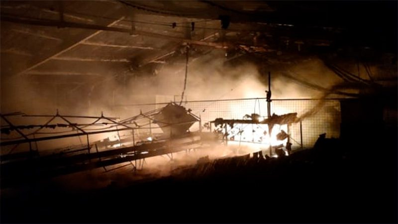 Incendio consumió el galpón de una avícola: murieron unos 12.000 pollitos