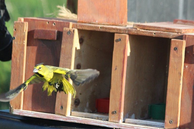 Se liberaron cardenales amarillos que habían sido decomisados en Chajarí