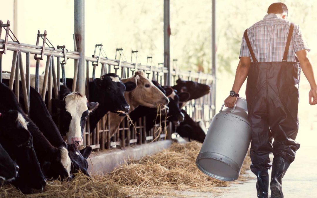 Entre Ríos encabeza lista de cierre de tambos en el país