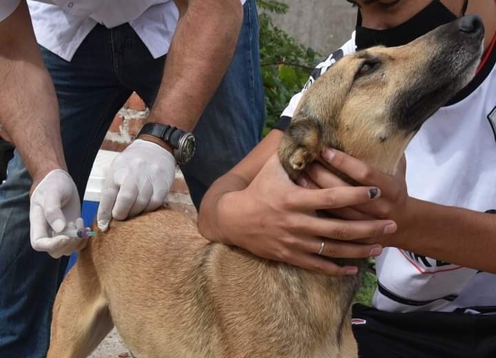 Volverán a aplicar vacunas antirrábicas gratuitas a perros y gatos en Santa Ana