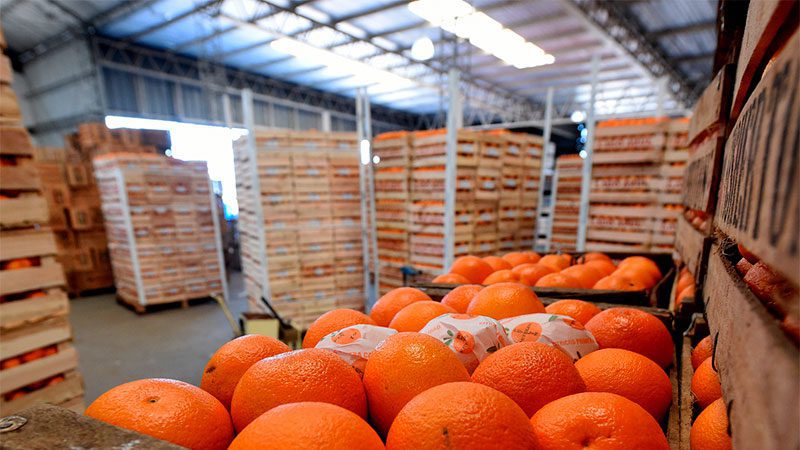 «Mandar un camión de naranjas a Buenos Aires cuesta igual que un contenedor a Filipinas», afirmó citricultor de Monte Caseros