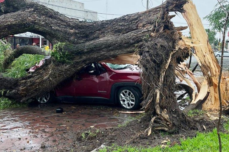 Temporal en Feliciano: un árbol cayó sobre un vehículo y un local comercial