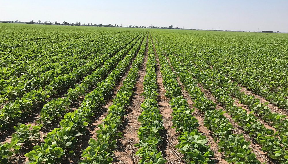Fenómeno de El Niño: estiman que la producción agrícola crecerá cerca de 40%