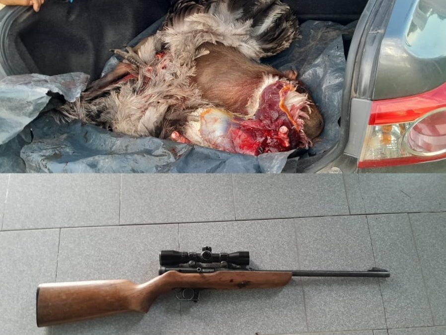 La Policía interceptó a cazadores que transportaban animales silvestres faenados y un arma