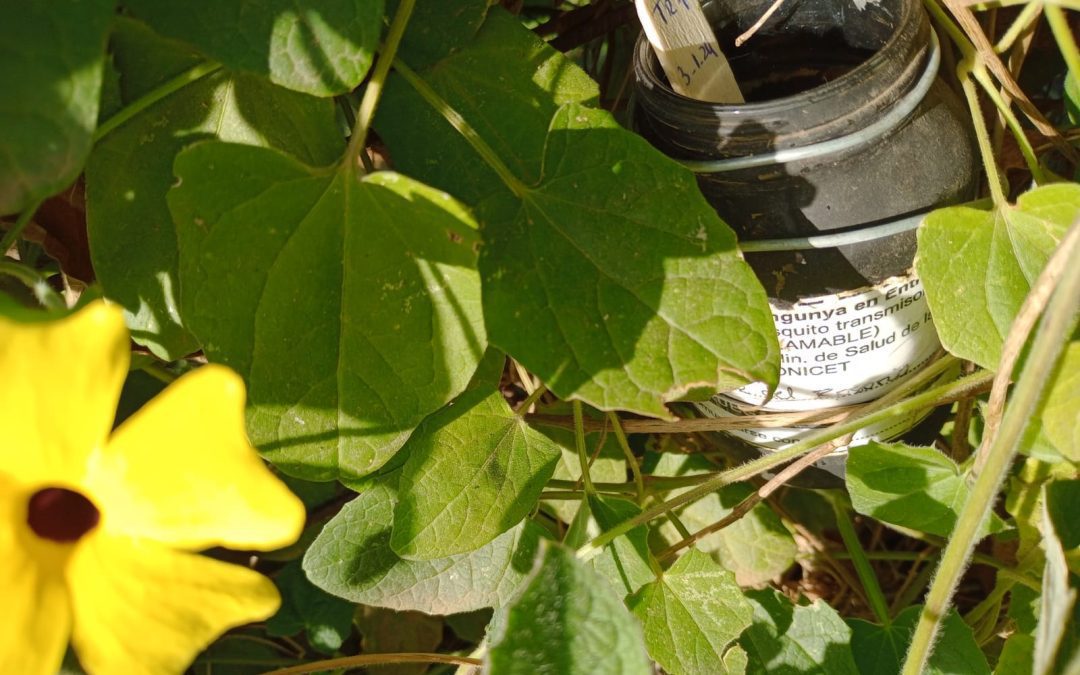 Fortalecen las tareas de prevención contra el dengue en Villa del Rosario