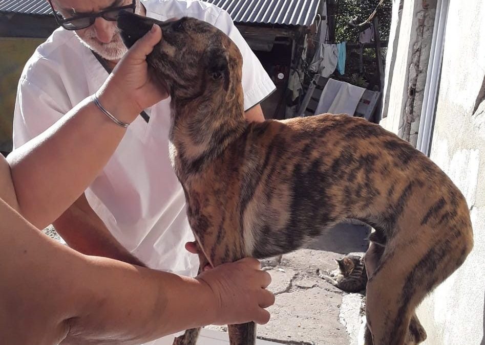 Detectaron un caso de Leptospirosis en zona rural y nuevos positivos de Dengue en Chajarí