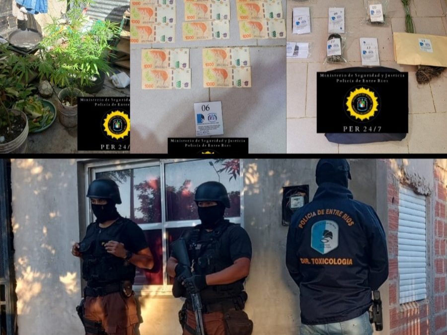 Allanamientos en Chajarí: detuvieron a un joven y secuestraron plantas de marihuana