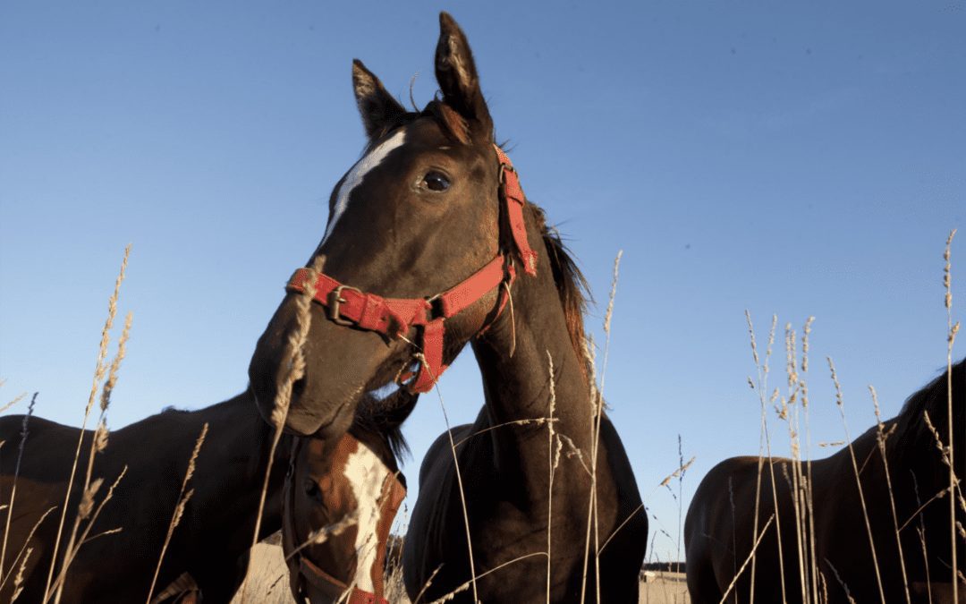 Se confirmaron dos nuevos casos de encefalitis equina en Entre Ríos